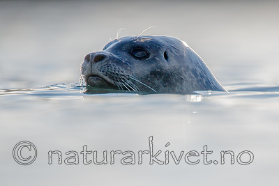 BB 15 0575 / Phoca vitulina / Steinkobbe